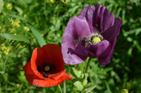 Bild: Zwei verschiedenfärbige Mohnblumen