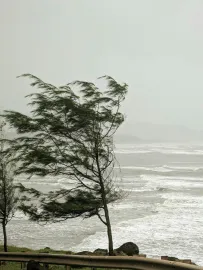 Bild: Baum biegt sich im Sturm am Meer