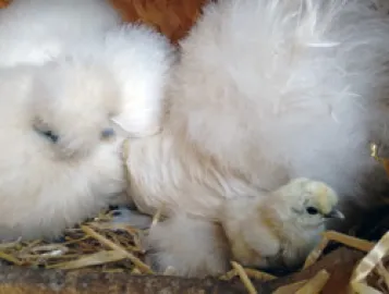 Bild: Zwei Seidenhühner kümmern sich um ihre Küken im Nest