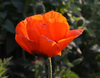 Bild: Nahaufnahme einer orangen Mohnblume