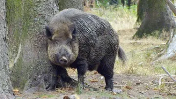 Bild: Ein Wildschwein reibt sich an der Eiche