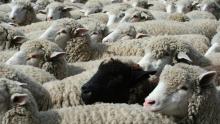 Bild: schwarzes Schaf in der Herde