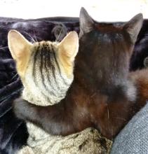 Bild: Zwei sich umarmende Hauskatzen