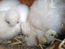 Bild: Zwei Seidenhühner kümmern sich um ihre Küken im Nest